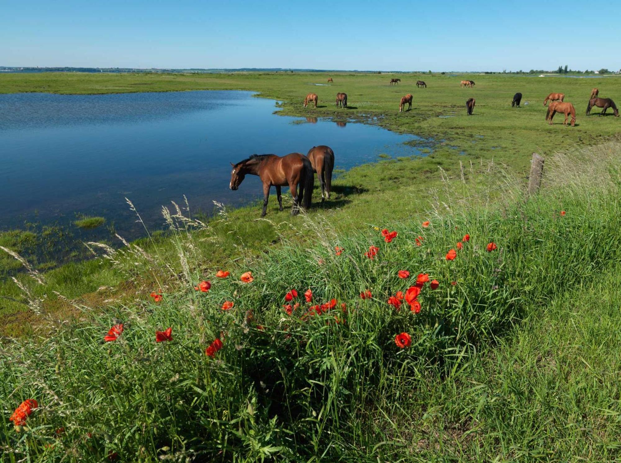 Ferienanlage Poschmann Strohboden Insel Poel Luaran gambar